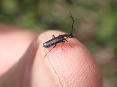 Cantharis pulicaria