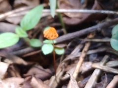 Marasmius