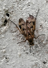 Rhagio atlanticus