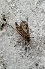 Rhagio atlanticus