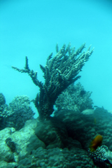 Acropora