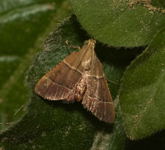 Stemmatophora flavicaput