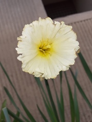 Narcisseae