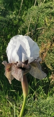 Iris hermona