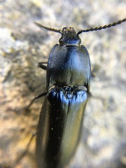 Melanactes