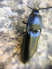 Melanactes