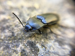 Melanactes