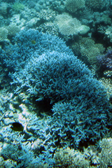Acropora