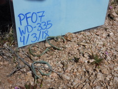 Calochortus kennedyi