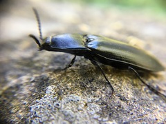 Melanactes