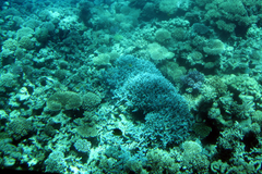 Acropora