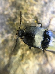 Melanactes