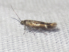 Scythris trivinctella