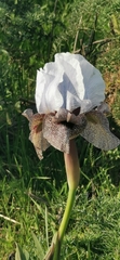 Iris hermona