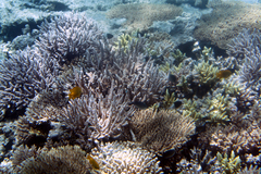 Acropora