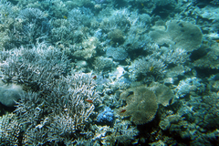 Acropora