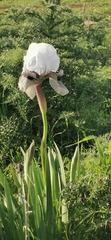 Iris hermona