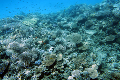 Acropora