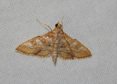 Sameodes