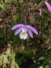 Pleione formosana