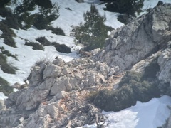 Capra hircus cretica