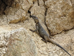 Laudakia sacra