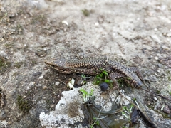 Podarcis muralis