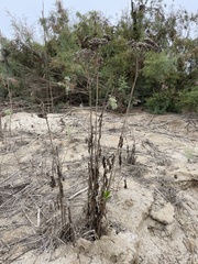 Pluchea odorata odorata