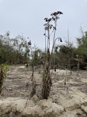 Pluchea odorata odorata