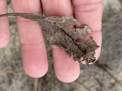 Pluchea odorata odorata