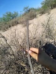 Peniocereus greggii greggii