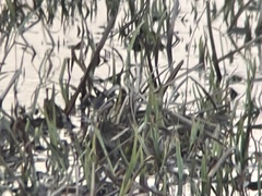 Lymnocryptes minimus