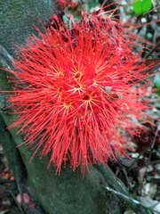 Brownea macrophylla