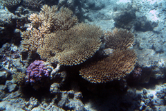 Acropora