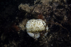 Polyclinum aurantium