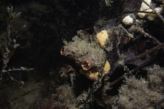Pyura microcosmus