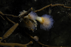 Aplidium punctum
