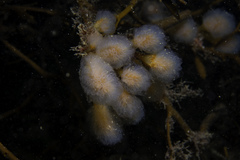 Aplidium punctum