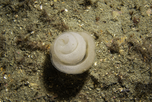 Rough Side-gilled Seaslug
