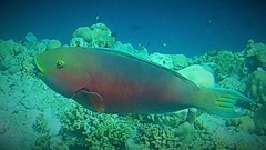 Chlorurus strongylocephalus