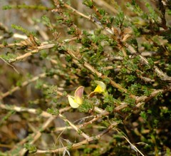 Aspalathus linguiloba