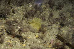 Polymastia boletiformis