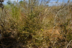 Aspalathus linguiloba