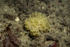 Polymastia boletiformis