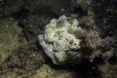 Dysidea fragilis