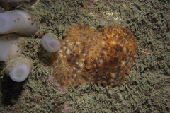 Geitodoris planata