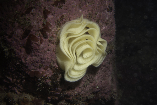 Sea Lemon Nudibranch