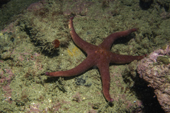Henricia oculata