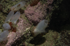 Ascidia virginea