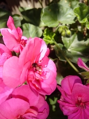 Trigona fulviventris